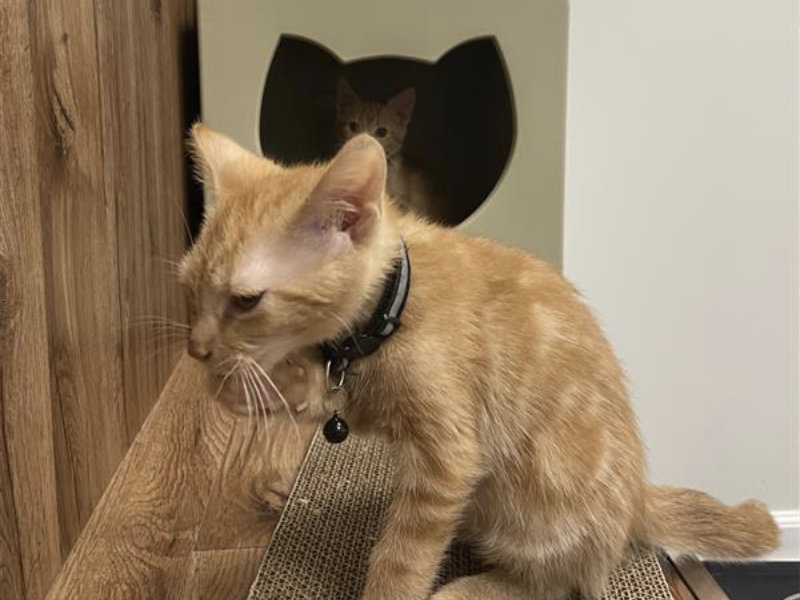 Volunteer Week 2025 - AB1